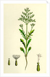 Centranthus Calcitrapa Cut-Leaved Valerian by Anonymous