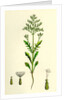 Centranthus Calcitrapa Cut-Leaved Valerian by Anonymous