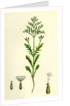 Centranthus Calcitrapa Cut-Leaved Valerian by Anonymous