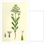 Centranthus Calcitrapa Cut-Leaved Valerian by Anonymous