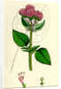 Valeriana Pyrenaica Heart-Leaved Valerian by Anonymous