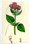 Valeriana Pyrenaica Heart-Leaved Valerian by Anonymous