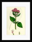 Valeriana Pyrenaica Heart-Leaved Valerian by Anonymous