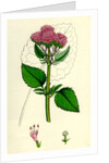 Valeriana Pyrenaica Heart-Leaved Valerian by Anonymous