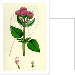 Valeriana Pyrenaica Heart-Leaved Valerian by Anonymous