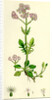 Valeriana Dioica Small Marsh Valerian by Anonymous