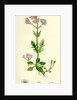 Valeriana Dioica Small Marsh Valerian by Anonymous