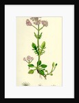 Valeriana Dioica Small Marsh Valerian by Anonymous