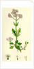 Valeriana Dioica Small Marsh Valerian by Anonymous