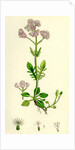 Valeriana Dioica Small Marsh Valerian by Anonymous