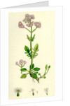 Valeriana Dioica Small Marsh Valerian by Anonymous