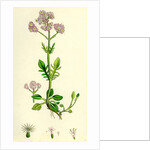 Valeriana Dioica Small Marsh Valerian by Anonymous