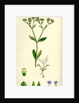 Valerianella Olitoria Common Lamb's-Lettuce by Anonymous