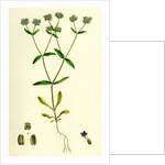 Valerianella Carinata Carinated Lamb's-Lettuce by Anonymous