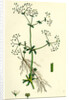 Galium Palustre Var. Elongatum Marsh Bedstraw Var. A. by Anonymous