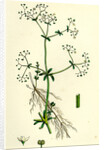 Galium Palustre Var. Elongatum Marsh Bedstraw Var. A. by Anonymous