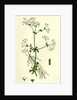 Galium Palustre Var. Elongatum Marsh Bedstraw Var. A. by Anonymous