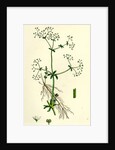 Galium Palustre Var. Elongatum Marsh Bedstraw Var. A. by Anonymous