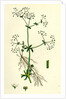 Galium Palustre Var. Elongatum Marsh Bedstraw Var. A. by Anonymous