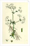 Galium Palustre Var. Elongatum Marsh Bedstraw Var. A. by Anonymous