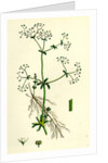 Galium Palustre Var. Elongatum Marsh Bedstraw Var. A. by Anonymous
