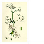 Galium Palustre Var. Elongatum Marsh Bedstraw Var. A. by Anonymous