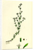 Galium Palustre Var. Witheringii Marsh Bedstraw Var. Y. by Anonymous