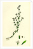 Galium Palustre Var. Witheringii Marsh Bedstraw Var. Y. by Anonymous
