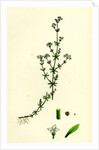 Galium Palustre Var. Witheringii Marsh Bedstraw Var. Y. by Anonymous