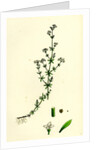Galium Palustre Var. Witheringii Marsh Bedstraw Var. Y. by Anonymous