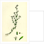 Galium Palustre Var. Witheringii Marsh Bedstraw Var. Y. by Anonymous