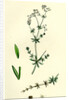 Galium Uliginosum Rough Marsh Bedstraw by Anonymous