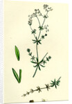 Galium Uliginosum Rough Marsh Bedstraw by Anonymous