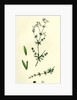 Galium Uliginosum Rough Marsh Bedstraw by Anonymous