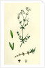 Galium Uliginosum Rough Marsh Bedstraw by Anonymous