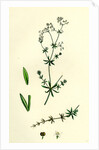 Galium Uliginosum Rough Marsh Bedstraw by Anonymous