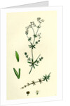 Galium Uliginosum Rough Marsh Bedstraw by Anonymous