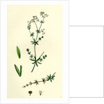 Galium Uliginosum Rough Marsh Bedstraw by Anonymous