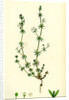 Galium Anglicum Wall Bedstraw by Anonymous