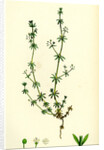 Galium Anglicum Wall Bedstraw by Anonymous