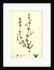 Galium Anglicum Wall Bedstraw by Anonymous