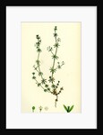 Galium Anglicum Wall Bedstraw by Anonymous