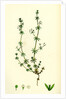 Galium Anglicum Wall Bedstraw by Anonymous