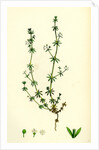 Galium Anglicum Wall Bedstraw by Anonymous