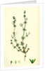 Galium Anglicum Wall Bedstraw by Anonymous