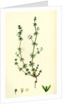 Galium Anglicum Wall Bedstraw by Anonymous