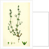 Galium Anglicum Wall Bedstraw by Anonymous