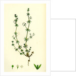 Galium Anglicum Wall Bedstraw by Anonymous