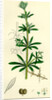 Galium Aparine Goosegrass by Anonymous