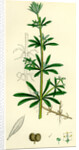 Galium Aparine Goosegrass by Anonymous